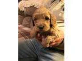 Labradoodle Puppy for sale in Blairstown, NJ, USA