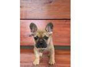 French Bulldog Puppy for sale in Nocona, TX, USA