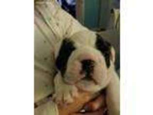 Bulldog Puppy for sale in Kemp, TX, USA