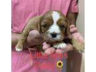 Cavalier King Charles Spaniel Puppy for sale in Laredo, TX, USA
