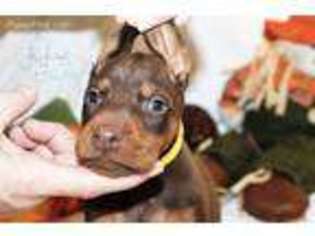 Doberman Pinscher Puppy for sale in Richmond, VA, USA