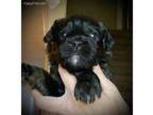 Mutt Puppy for sale in Paducah, KY, USA