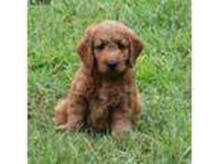 Goldendoodle Puppy for sale in Liberty, NC, USA