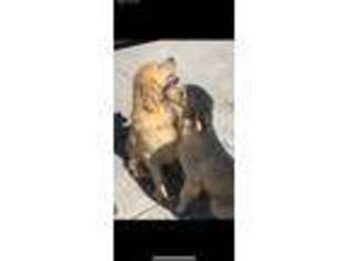 Golden Retriever Puppy for sale in Shelley, ID, USA