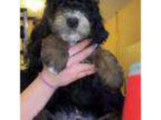 Mutt Puppy for sale in Foristell, MO, USA