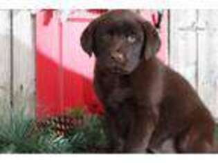 Labrador Retriever Puppy for sale in Columbus, OH, USA