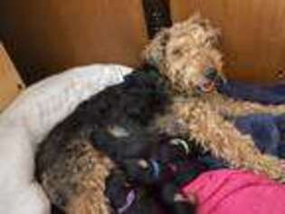 Welsh Terrier Puppy for sale in Edina, MN, USA