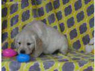 Golden Retriever Puppy for sale in Comstock Park, MI, USA