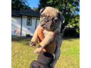 Pug Puppy for sale in Enfield, CT, USA