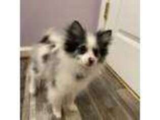Pomeranian Puppy for sale in Madison Heights, VA, USA