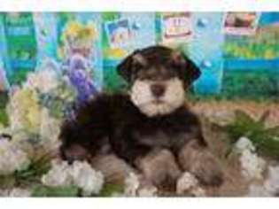 Mutt Puppy for sale in Christmas, FL, USA