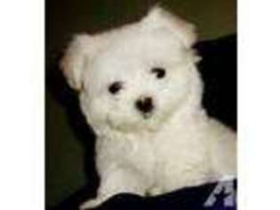 Maltese Puppy for sale in DALLAS, TX, USA