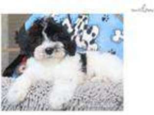 Havanese Puppy for sale in Williamsport, PA, USA