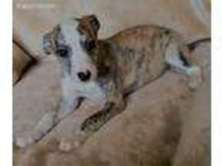 Whippet Puppy for sale in Goldendale, WA, USA