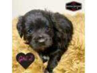 Mutt Puppy for sale in Rocky Comfort, MO, USA
