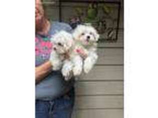Maltese Puppy for sale in Wausau, WI, USA