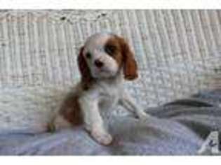 Cavalier King Charles Spaniel Puppy for sale in ELVERSON, PA, USA