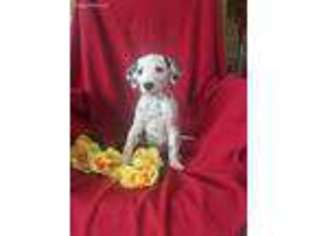 Dalmatian Puppy for sale in Mayslick, KY, USA