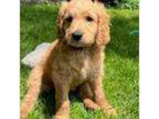 Goldendoodle Puppy for sale in Rocky Point, NY, USA