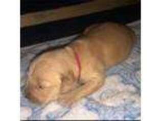 Golden Retriever Puppy for sale in Clarksdale, MS, USA