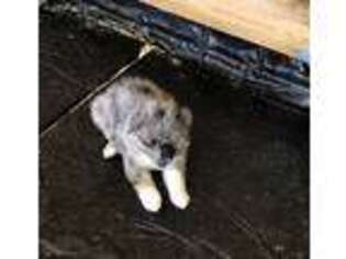 Miniature Australian Shepherd Puppy for sale in Emmett, ID, USA