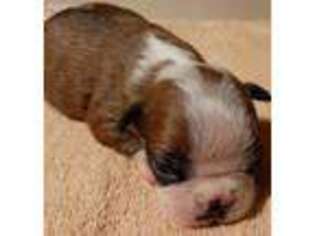 Boston Terrier Puppy for sale in Danville, IL, USA