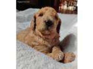 Mutt Puppy for sale in Fitzwilliam, NH, USA
