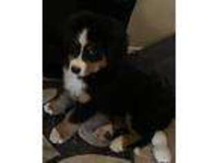 Bernese Mountain Dog Puppy for sale in Prosper, TX, USA