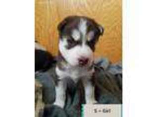 Siberian Husky Puppy for sale in Fallon, NV, USA