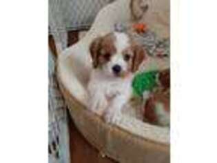 Cavalier King Charles Spaniel Puppy for sale in Lebanon, MO, USA