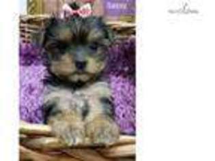 Yorkshire Terrier Puppy for sale in Fairbanks, AK, USA
