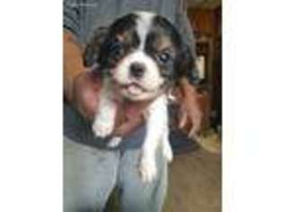 English Toy Spaniel Puppy for sale in Jefferson, WI, USA