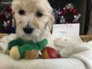 Goldendoodle Puppy for sale in Elgin, IL, USA