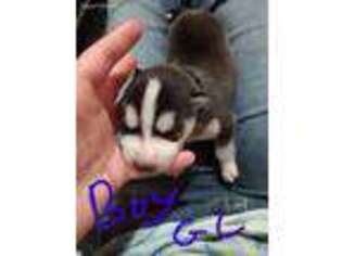 Siberian Husky Puppy for sale in Chelsea, MI, USA