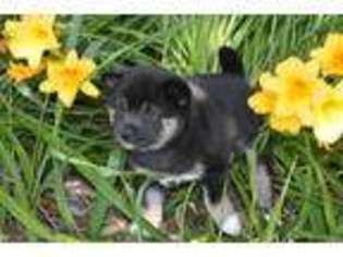 Shiba Inu Puppy for sale in Granger, IA, USA