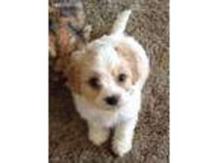 Cavachon Puppy for sale in Chehalis, WA, USA
