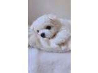 Maltese Puppy for sale in Hanover, MD, USA