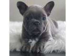 French Bulldog Puppy for sale in Day, FL, USA