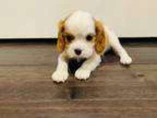 Cavalier King Charles Spaniel Puppy for sale in West Covina, CA, USA
