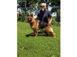 German Shepherd Dog Puppy for sale in Frankfort, IN, USA