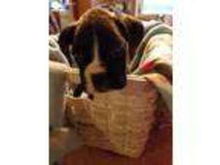 Boxer Puppy for sale in Poynette, WI, USA