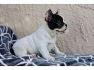 French Bulldog Puppy for sale in Mabton, WA, USA