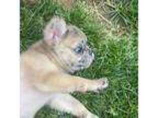 French Bulldog Puppy for sale in York, PA, USA