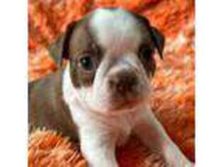 Boston Terrier Puppy for sale in North Haledon, NJ, USA