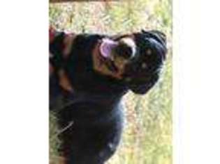 Rottweiler Puppy for sale in Fruitland, ID, USA