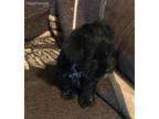 Mutt Puppy for sale in Elm Mott, TX, USA