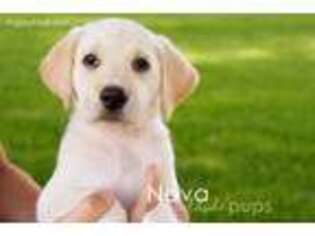 Labrador Retriever Puppy for sale in Sioux Center, IA, USA