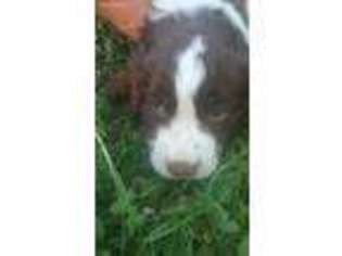 English Springer Spaniel Puppy for sale in Marengo, OH, USA