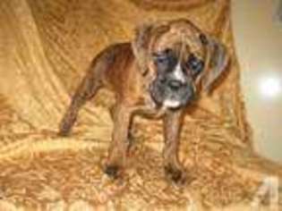 Boxer Puppy for sale in ANDERSON, MO, USA