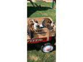 Basset Hound Puppy for sale in Littleton, CO, USA